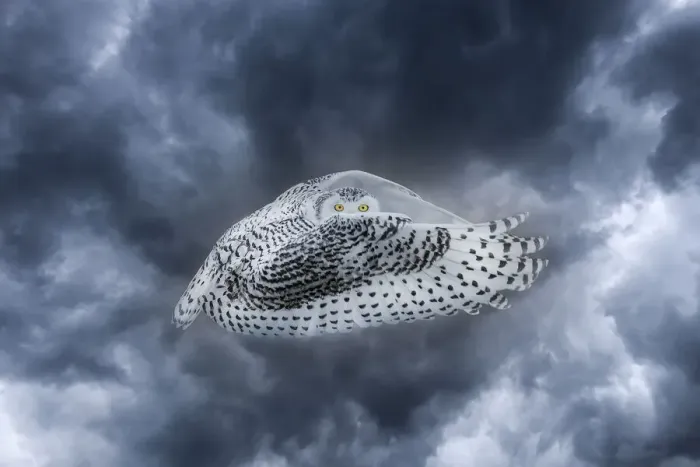 Framed Print : Canada. Composite of female snowy owl in flight Framed Print : Canada. Composite of female snowy owl in flight