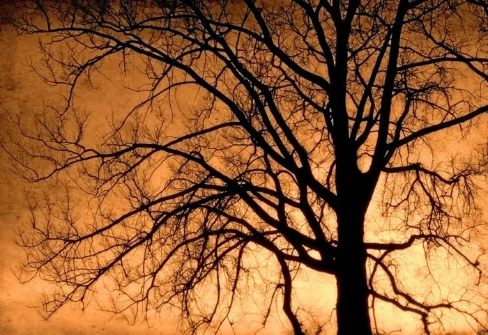 Framed Print : Canada. Cottonwood tree silhouette. Credit as: Mike Grandmaison / Jaynes Gallery / DanitaDelimont Framed Print : Canada. Cottonwood tree silhouette. Credit as: Mike Grandmaison / Jaynes Gallery / DanitaDelimont