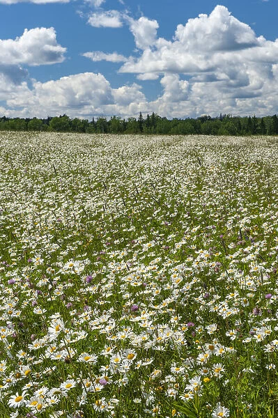 Canada. Field of common daisy flowers