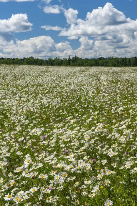 Framed Print : Canada. Field of common daisy flowers