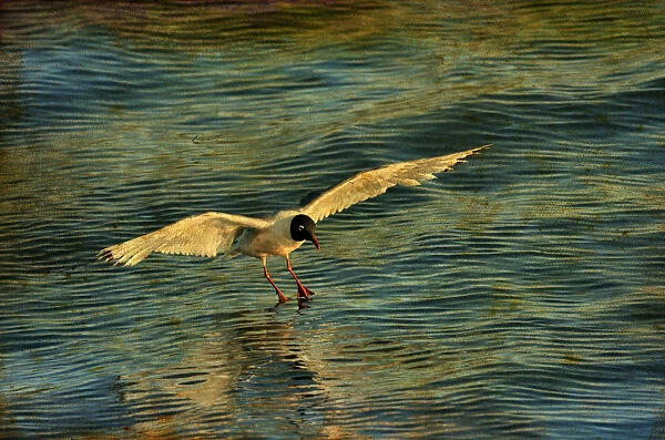 Canada. Franklins gull landing on water