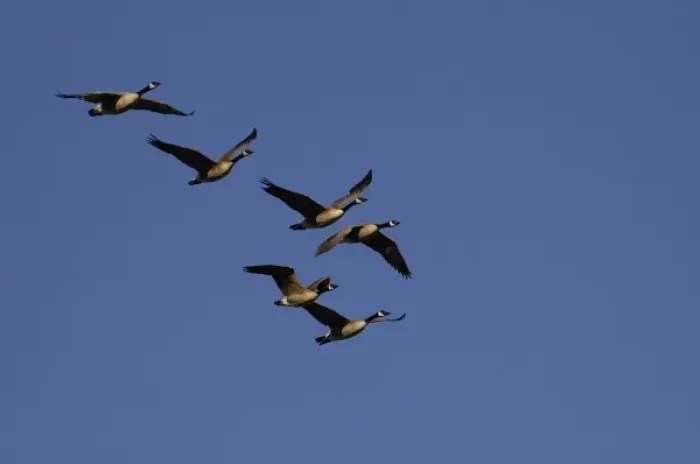 Framed Print : Canada Geese (Branta canadensis) Grand Teton National Park Wyoming. USA