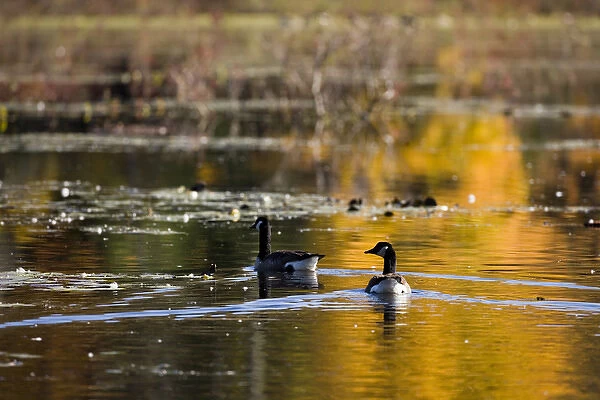 Canada Geese at the Ewell Reservation in Rowley Massachusetts USA