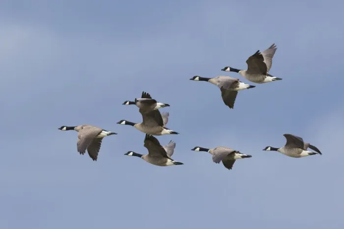 Framed Print : Canada geese flock Framed Print : Canada geese flock