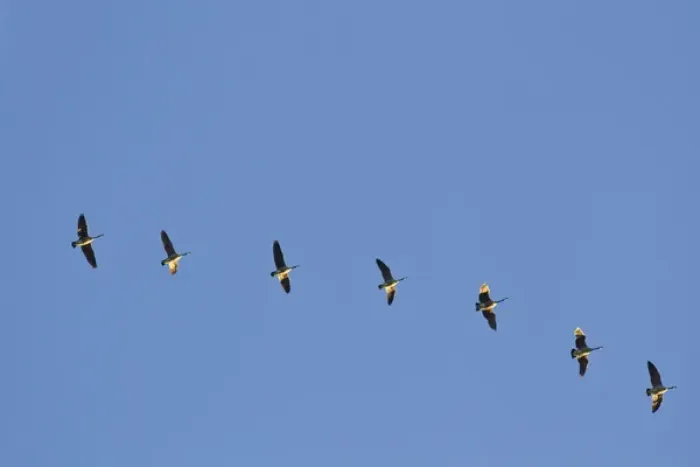 Framed Print : Canada Geese fly in formation in a blue sky Framed Print : Canada Geese fly in formation in a blue sky