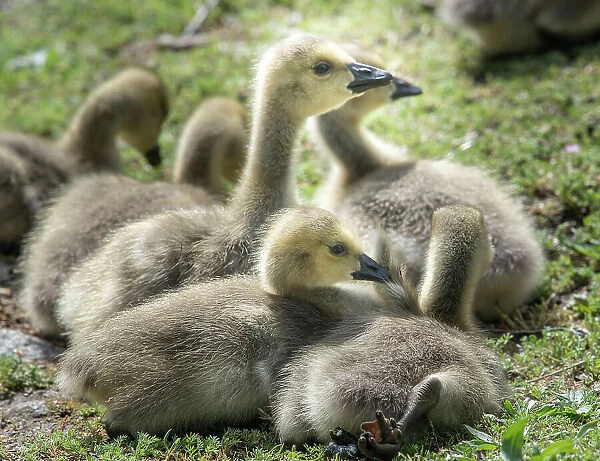 Canada geese goslings huddling together