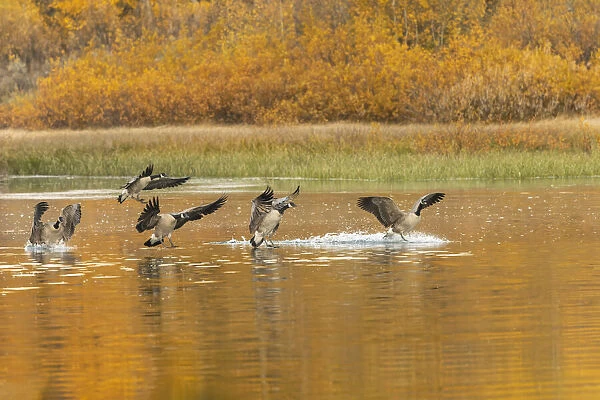 Canada geese landing and reflection on water, Grand Teton National Park, Wyoming