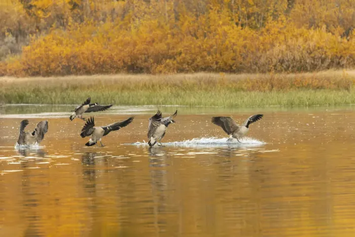 Framed Print : Canada geese landing and reflection on water, Grand Teton National Park, Wyoming Framed Print : Canada geese landing and reflection on water, Grand Teton National Park, Wyoming