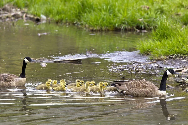 Canada geese with large group of goslings at Starved Rock State Park near Utica, Illinois