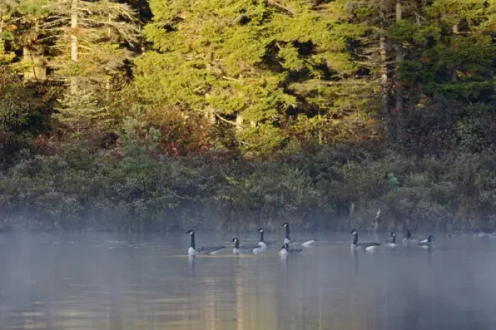 Framed Print : Canada Geese on Lily Pond at sunrise, White Mountain National Forest, New Hampshire Framed Print : Canada Geese on Lily Pond at sunrise, White Mountain National Forest, New Hampshire