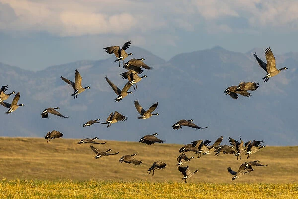 Canada geese take off for flight in the Flathead Valley, Montana, USA