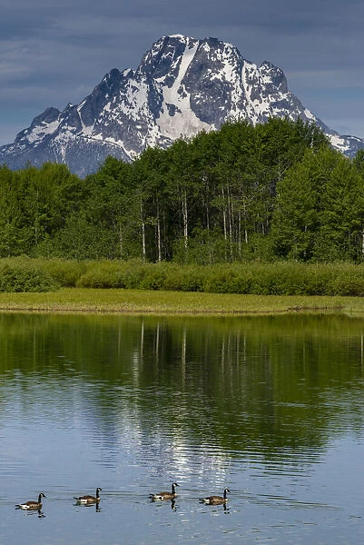 Canada Geese at Oxbow Bend, Grand Teton National Park, Wyoming