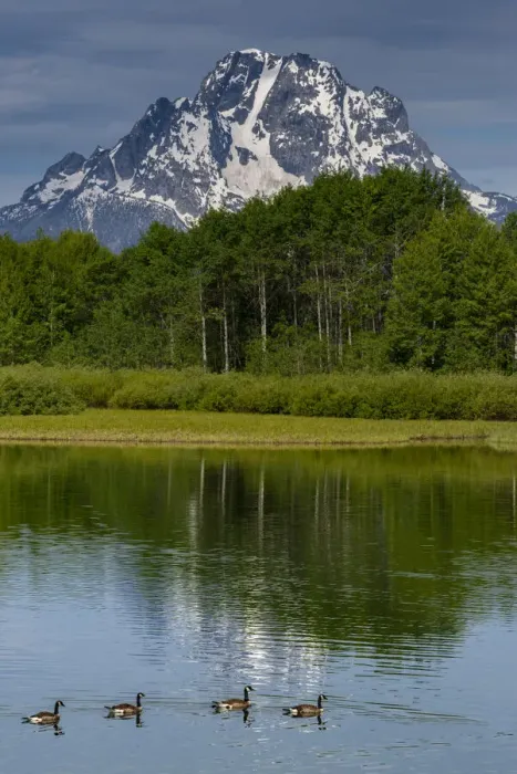 Framed Print : Canada Geese at Oxbow Bend, Grand Teton National Park, Wyoming
