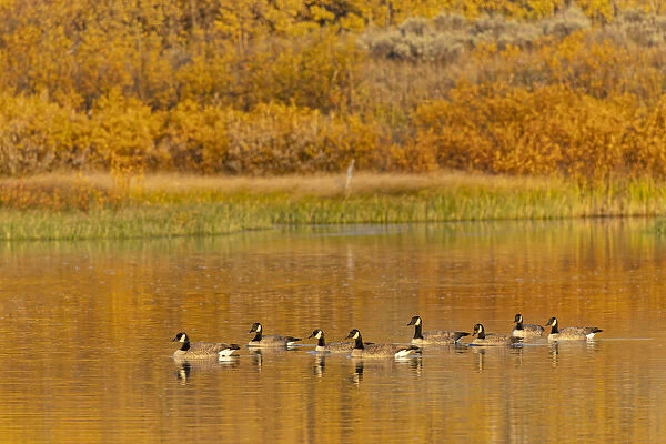 Canada geese and reflection on water, Grand Teton National Park, Wyoming
