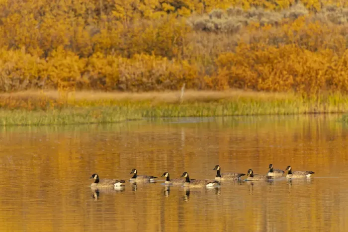 Framed Print : Canada geese and reflection on water, Grand Teton National Park, Wyoming Framed Print : Canada geese and reflection on water, Grand Teton National Park, Wyoming