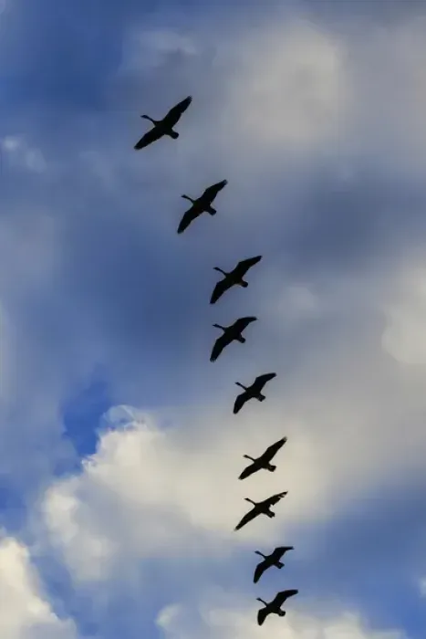 Framed Print : Canada Geese silhouetted agains sky and clouds, Branta canadensis, Alabama Framed Print : Canada Geese silhouetted agains sky and clouds, Branta canadensis, Alabama