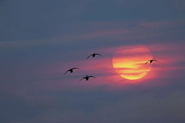 Canada geese silhouetted flying at sunset, Grand Teton National Park, Wyoming
