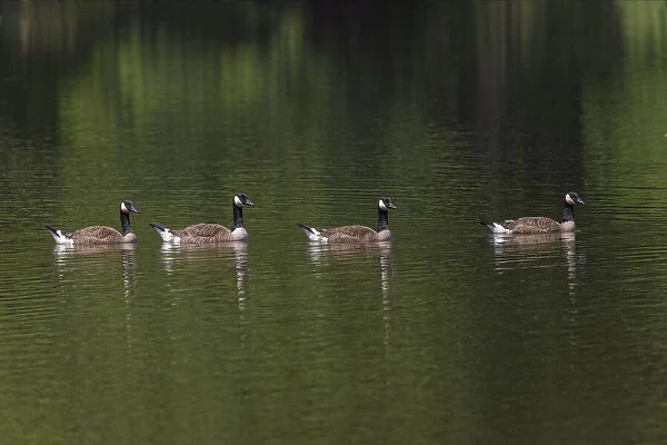 Canada geese swimming together