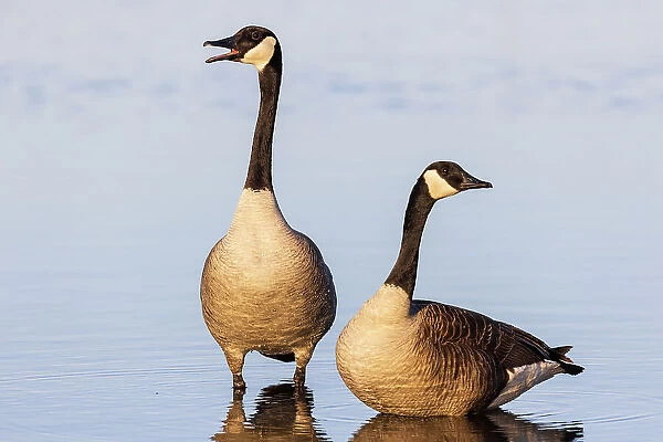 Canada Geese in wetland, Marion County, Illinois