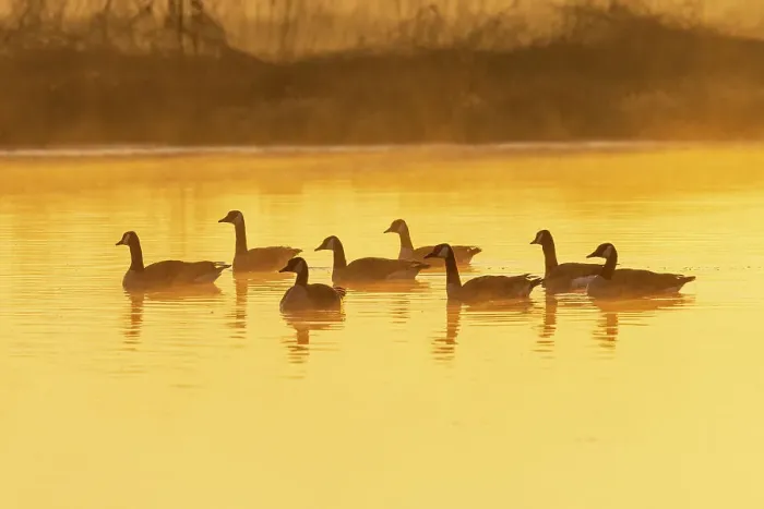 Framed Print : Canada Geese in wetland at sunrise in fog, Marion County, Illinois