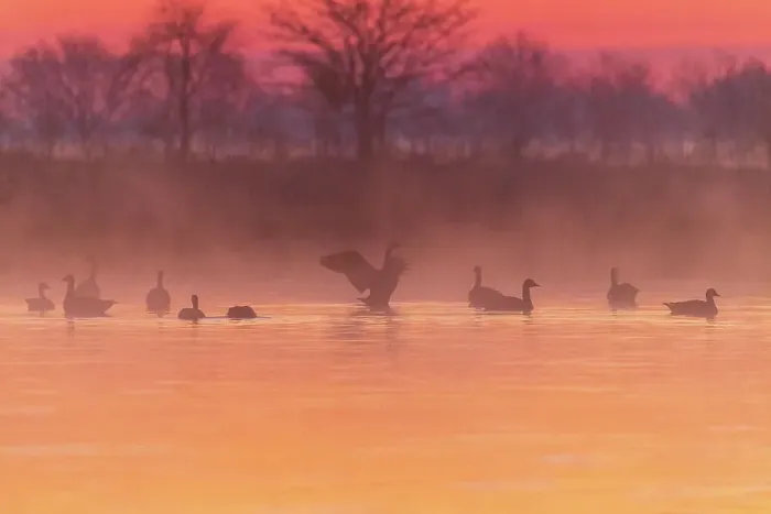 Framed Print : Canada Geese in wetland at sunrise in fog, Marion County, Illinois Framed Print : Canada Geese in wetland at sunrise in fog, Marion County, Illinois