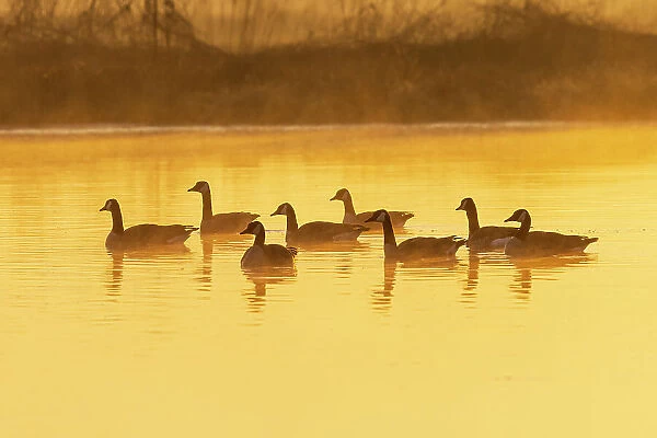 Canada Geese in wetland at sunrise in fog, Marion County, Illinois