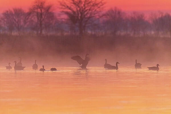 Canada Geese in wetland at sunrise in fog, Marion County, Illinois