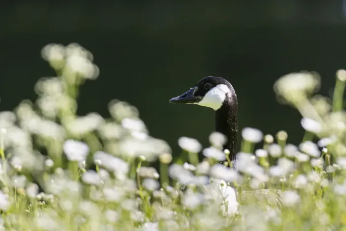 Framed Print : Canada goose (Branta canadensis). Europe, central europe, Germany, Bavaria, May