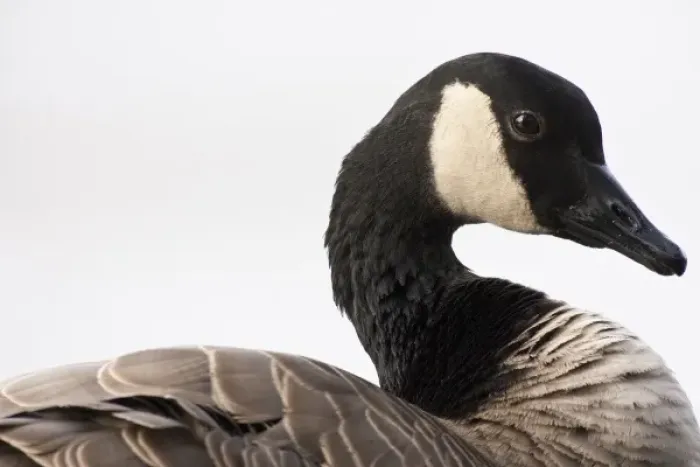 Framed Print : A Canada Goose (Branta canadensis) Framed Print : A Canada Goose (Branta canadensis)