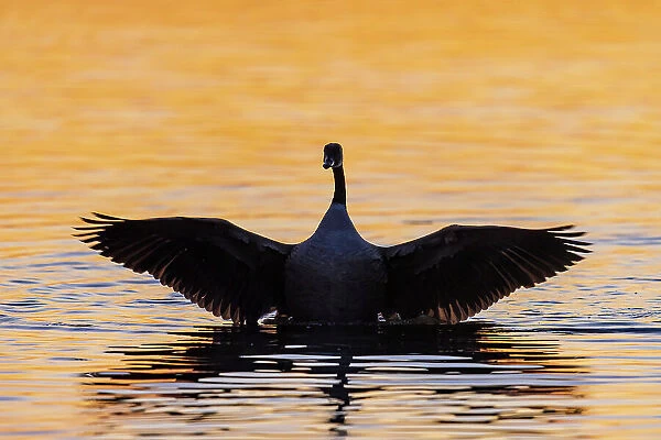 Canada Goose flapping wings in wetland at sunrise, Marion County, Illinois