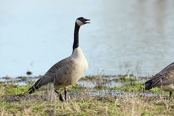 Canada goose honking before taking flight