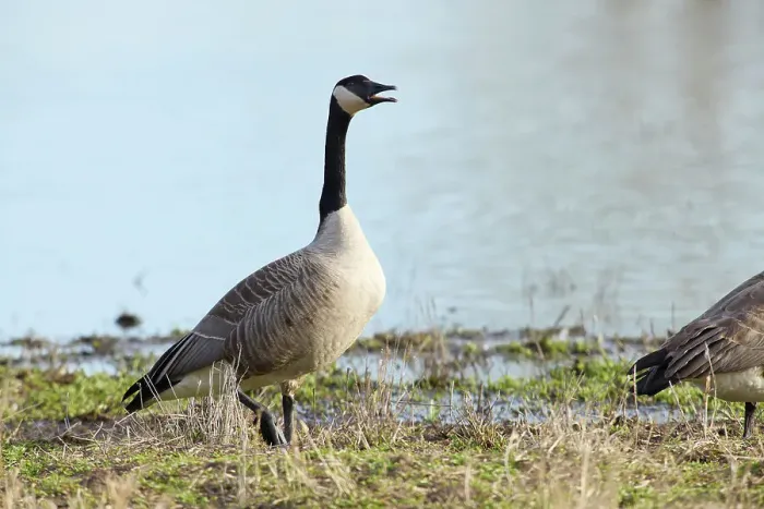 Framed Print : Canada goose honking before taking flight