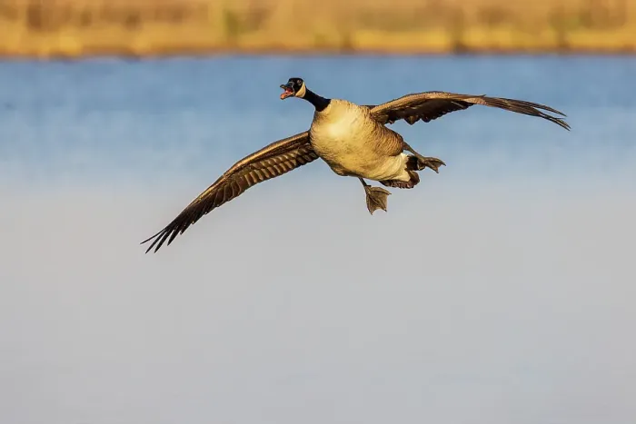 Framed Print : Canada goose landing in wetland, Marion County, Illinois Framed Print : Canada goose landing in wetland, Marion County, Illinois