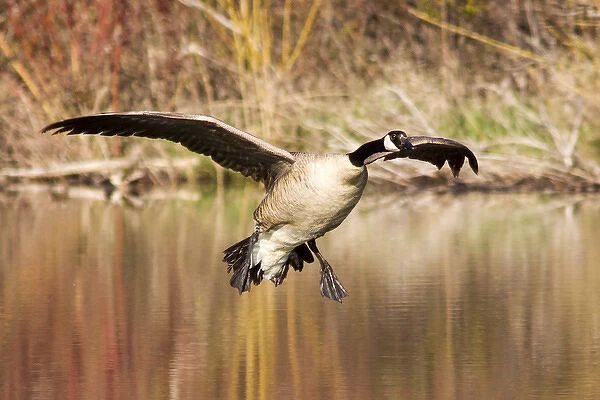 Canada Goose prepares to land in small pond in the Lolo National Forest, Montana, USA