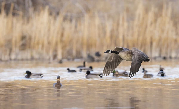 Canada goose taking flight