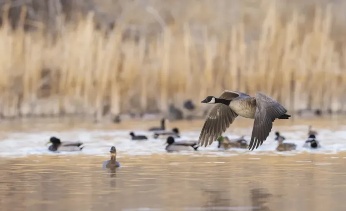 Framed Print : Canada goose taking flight Framed Print : Canada goose taking flight