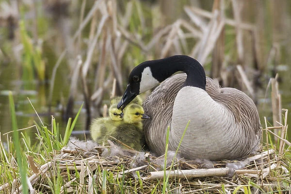 Canada goose tending newly hatched goslings