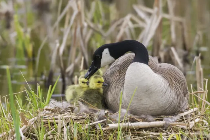 Framed Print : Canada goose tending newly hatched goslings Framed Print : Canada goose tending newly hatched goslings
