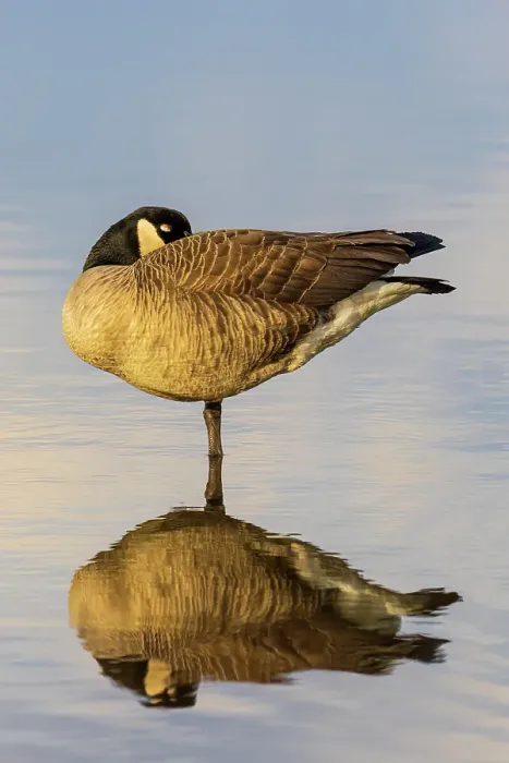 Framed Print : Canada goose in wetland, Marion County, Illinois Framed Print : Canada goose in wetland, Marion County, Illinois