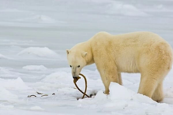 Canada, Hudson Bay. Polar bear eating kelp on frozen bay