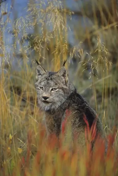 Framed Print : Canada, Kluane NP, near Haines Junction, Canadian Lynx (Felis lynx) Framed Print : Canada, Kluane NP, near Haines Junction, Canadian Lynx (Felis lynx)