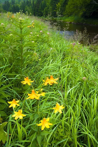 Canada lillies, Lilium canadense, on the bank of Indian Stream in Pittsburgh, New Hampshire