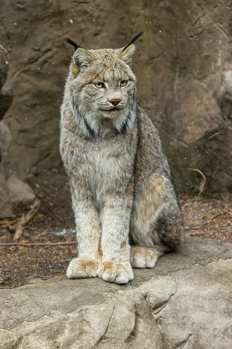 Framed Print : Canada lynx Framed Print : Canada lynx