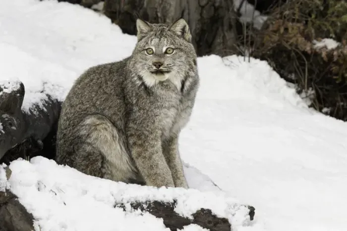Framed Print : Canada Lynx or Canadian Lynx in winter, (Captive) Montana Lynx canadensis, Felidae Framed Print : Canada Lynx or Canadian Lynx in winter, (Captive) Montana Lynx canadensis, Felidae