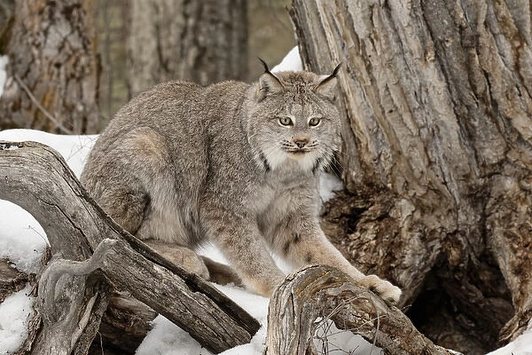 Canada Lynx or Canadian Lynx in winter, (Captive) Montana Lynx canadensis, Felidae