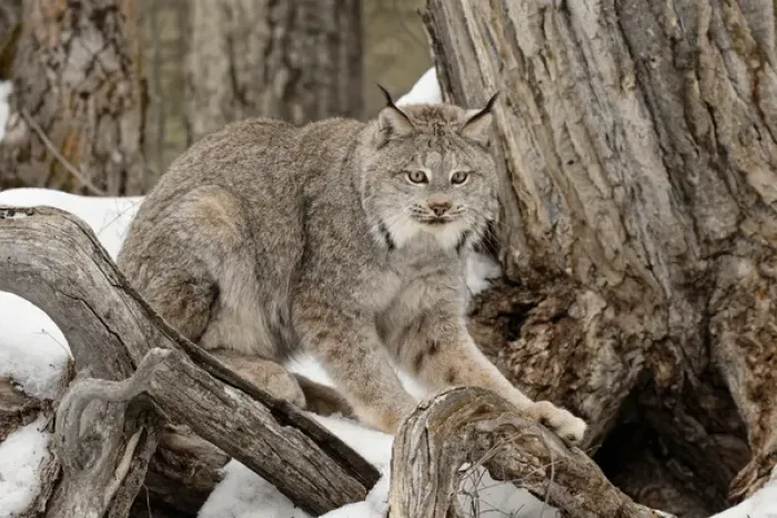Framed Print : Canada Lynx or Canadian Lynx in winter, (Captive) Montana Lynx canadensis, Felidae