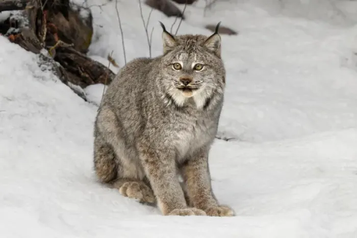 Framed Print : Canada Lynx or Canadian Lynx in winter, (Captive) Montana Lynx canadensis, Felidae Framed Print : Canada Lynx or Canadian Lynx in winter, (Captive) Montana Lynx canadensis, Felidae