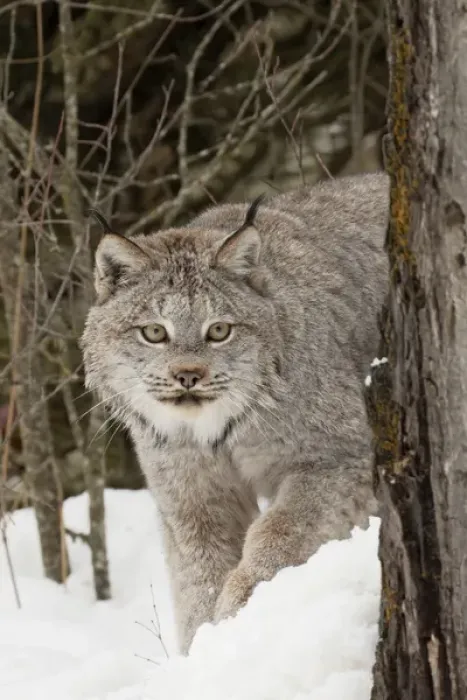 Framed Print : Canada Lynx or Canadian Lynx in winter, (Captive) Montana Lynx canadensis, Felidae Framed Print : Canada Lynx or Canadian Lynx in winter, (Captive) Montana Lynx canadensis, Felidae