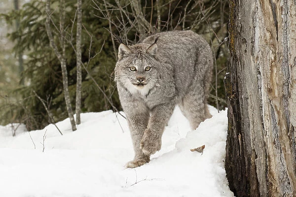 Canada Lynx or Canadian Lynx in winter, (Captive) Montana Lynx canadensis, Felidae