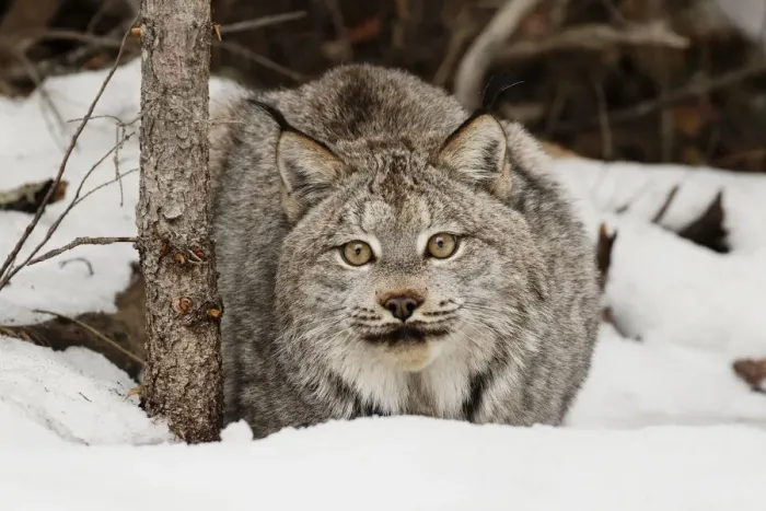 Framed Print : Canada Lynx or Canadian Lynx in winter, (Captive) Montana Lynx canadensis, Felidae Framed Print : Canada Lynx or Canadian Lynx in winter, (Captive) Montana Lynx canadensis, Felidae
